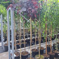 Cercis canadensis 'Ruby Falls' - Kontejner 20L, KM180 CM 2-letá kor.