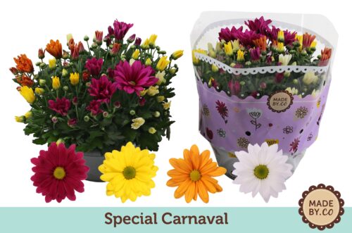 Chrysanthemum indicum 'Carneval' - Obrázek 1
