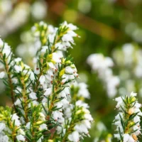 Erica darleyensis 'White Perfection'