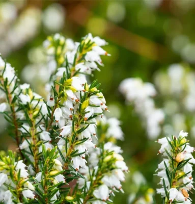 Erica darleyensis 'White Perfection'