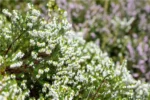 Erica darleyensis 'White Perfection' - Obrázek 2