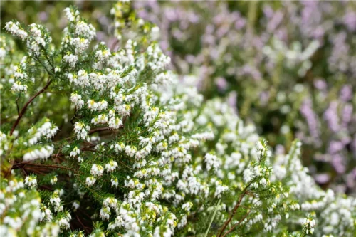 Erica darleyensis 'White Perfection' - Obrázek 2