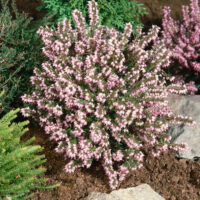 Erica darleyensis 'Darley Dale'