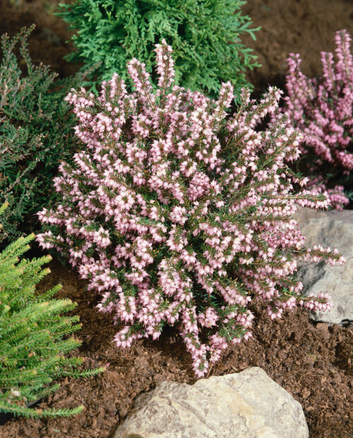 Erica darleyensis 'Darley Dale' - Obrázek 1