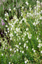 Daboecia cantabrica 'Bella Beauties' - Obrázek 2