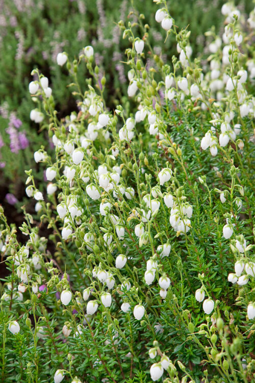 Daboecia cantabrica 'Bella Beauties' - Obrázek 2