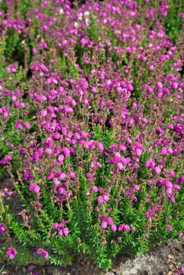 Daboecia cantabrica 'Bella Beauties'