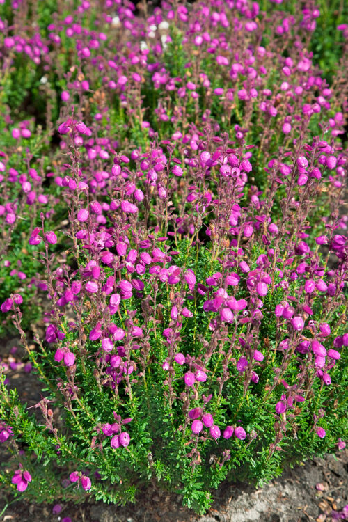 Daboecia cantabrica 'Bella Beauties' - Obrázek 1