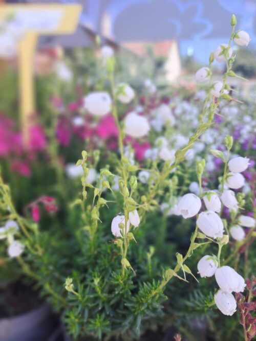 Daboecia cantabrica 'Bella Beauties' - Obrázek 4
