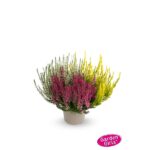 Calluna vulgaris 'Garden Girls'® 'Trios' - Květináč pr. 11 cm Summerline Trio