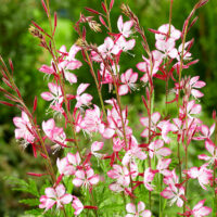 Gaura lindheimeri 'Rosy Jane'