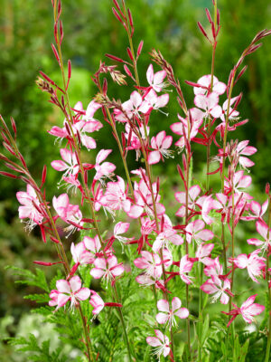 Gaura lindheimeri 'Rosy Jane'