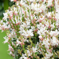 Gaura lindheimerii 'Graceful Blush'