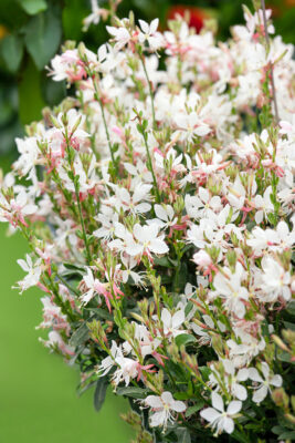 Gaura lindheimerii 'Graceful Blush'
