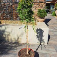 Juniperus horizontalis 'Golden Carpet' - Kontejner C7,5l, roubovaný, výška kmínku 80 CM