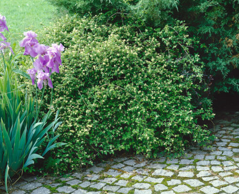 Stephanandra incisa 'Crispa'