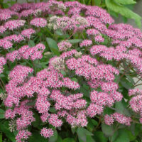 Sedum telephium 'Cloud Walker'®