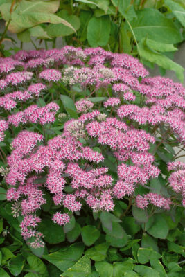 Sedum telephium 'Cloud Walker'®