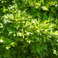 Quercus palustris 'Isabel'