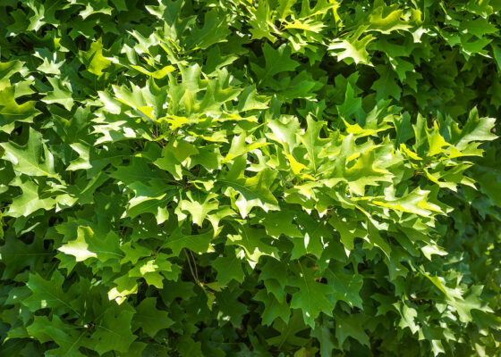 Quercus palustris 'Isabel'