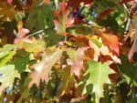Quercus palustris 'Isabel' - Obrázek 3