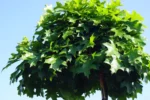Quercus palustris 'Isabel' - Obrázek 2