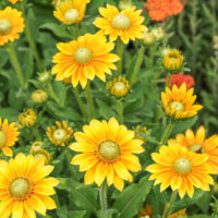 Rudbeckia x hybrida 'SmileyZ® Lemon'