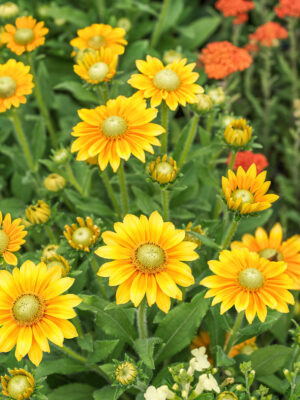 Rudbeckia x hybrida 'SmileyZ® Lemon'