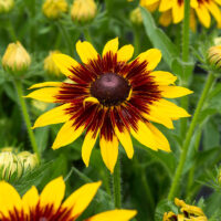 Rudbeckia x hybrida 'SmileyZ® Big Shine'