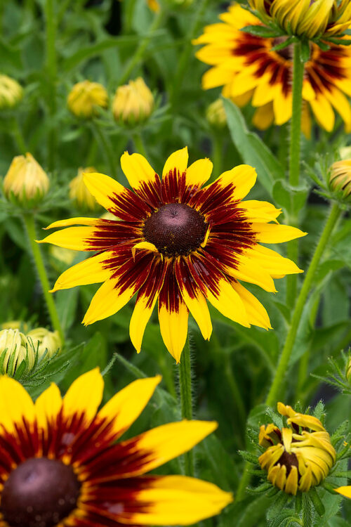 Rudbeckia x hybrida 'SmileyZ® Big Shine' - Obrázek 1