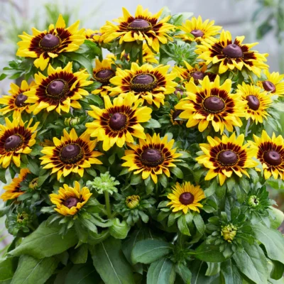 Rudbeckia x hybrida 'SmileyZ® Tiger'