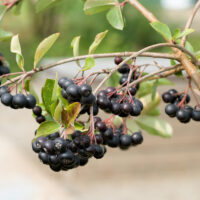 Aronia melanocarpa 'Nero'
