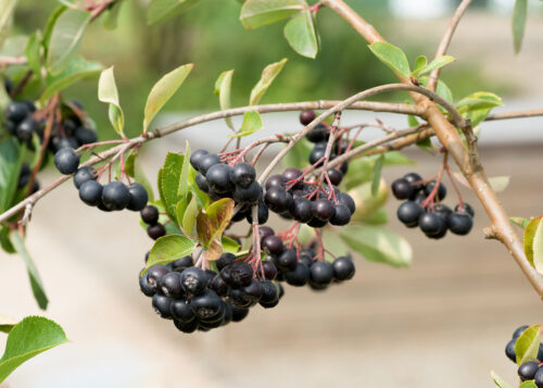 Aronia melanocarpa 'Nero' - Obrázek 1