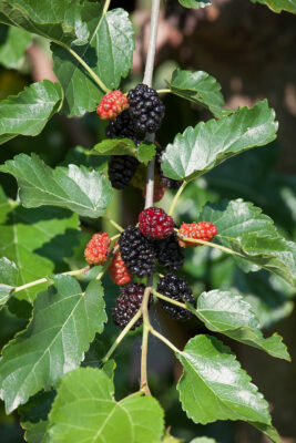 Morus alba 'Giant Fruit'