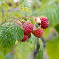 Rubus idaeus 'Fallred'® streib2a(S)