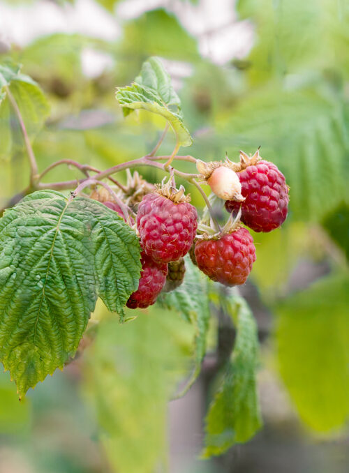Rubus idaeus 'Fallred'® streib2a(S) - Obrázek 1