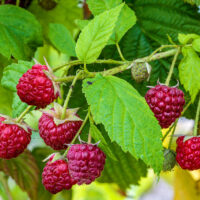 Rubus idaeus 'Sanibelle'®