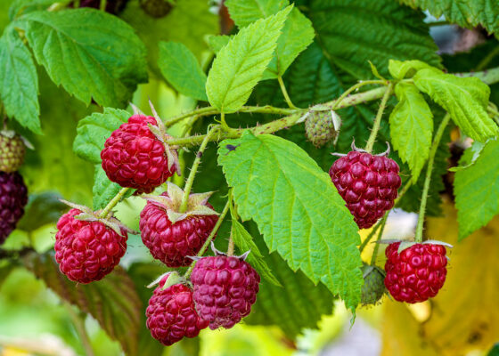 Rubus idaeus 'Sanibelle'®