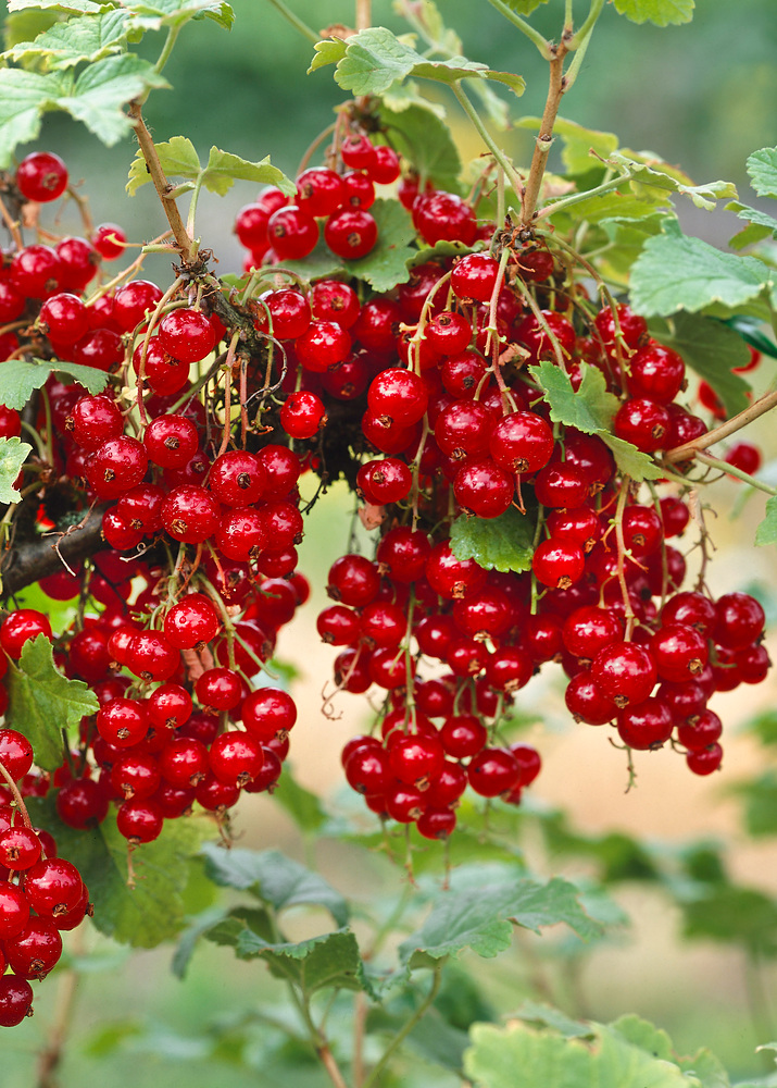 Настраивайте Кракен автоматические сценарии *)(* быстрого входа