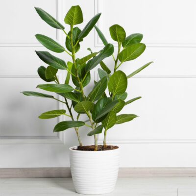 Ficus benghalensis 'Audrey'
