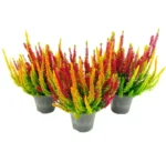 Calluna vulgaris Beauty Ladies 'Symphony' - Obrázek 2