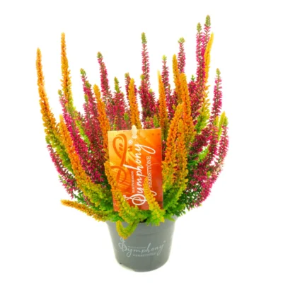 Calluna vulgaris Beauty Ladies 'Symphony'