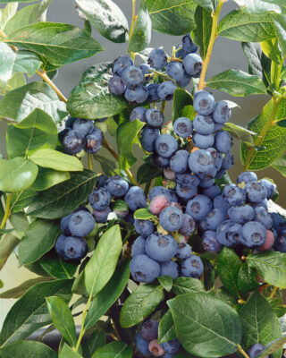 Vaccinium corymbosum 'Patriot'