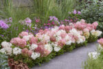 Hydrangea paniculata 'Groundbreaker® Blush'- NOVINKA ! - Obrázek 9