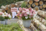 Hydrangea paniculata 'Groundbreaker® Blush'- NOVINKA ! - Obrázek 8