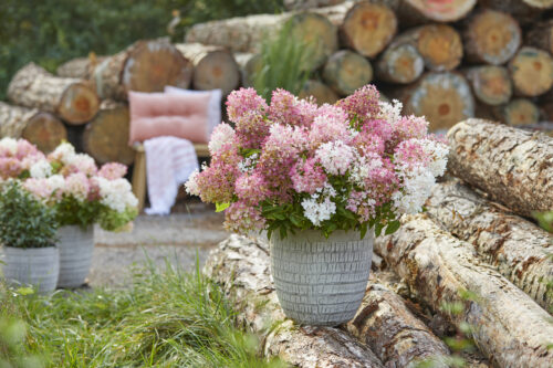 Hydrangea paniculata 'Groundbreaker® Blush'- NOVINKA ! - Obrázek 8