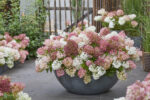 Hydrangea paniculata 'Groundbreaker® Blush'- NOVINKA !