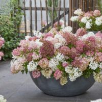 Hydrangea paniculata 'Groundbreaker® Blush'- NOVINKA !