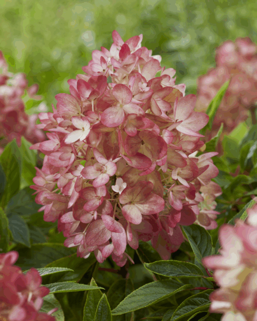 Hydrangea paniculata 'Groundbreaker® Blush'- NOVINKA ! - Obrázek 6