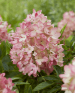 Hydrangea paniculata 'Groundbreaker® Blush'- NOVINKA ! - Obrázek 5